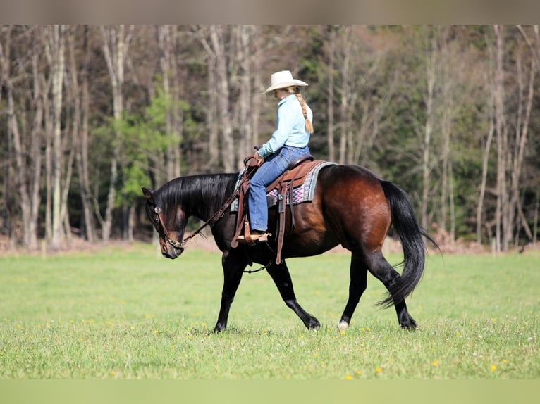 Caballo cuarto de milla Caballo castrado 9 años Castaño oscuro in Clarion, PA
