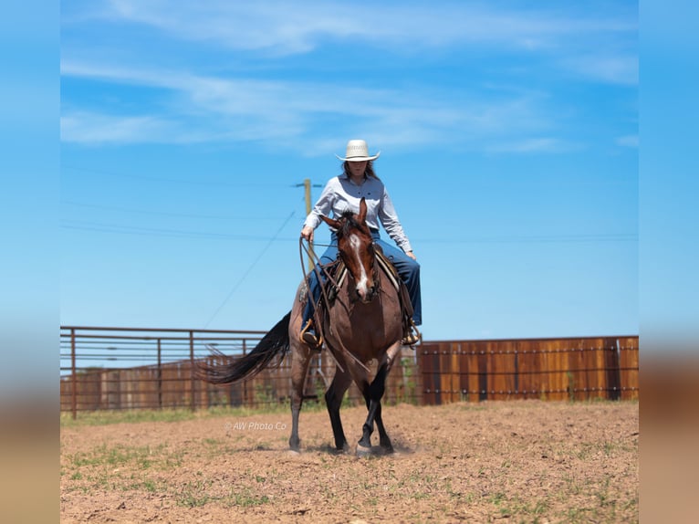 Caballo cuarto de milla Caballo castrado 9 años Castaño-ruano in Stephenville
