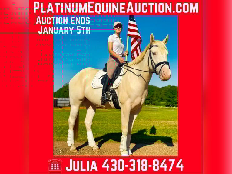 Caballo cuarto de milla Caballo castrado 9 años Champán in Texarkana Tx