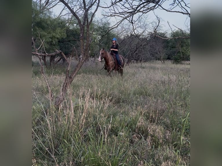Caballo cuarto de milla Caballo castrado 9 años Dunalino (Cervuno x Palomino) in Ponder