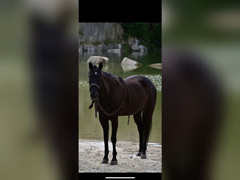 Caballo cuarto de milla Caballo castrado 9 años Negro in Jandelsbrunn