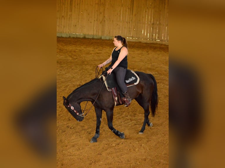 Caballo cuarto de milla Caballo castrado 9 años Negro in Jandelsbrunn