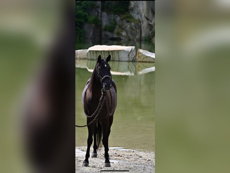 Caballo cuarto de milla Caballo castrado 9 años Negro in Jandelsbrunn