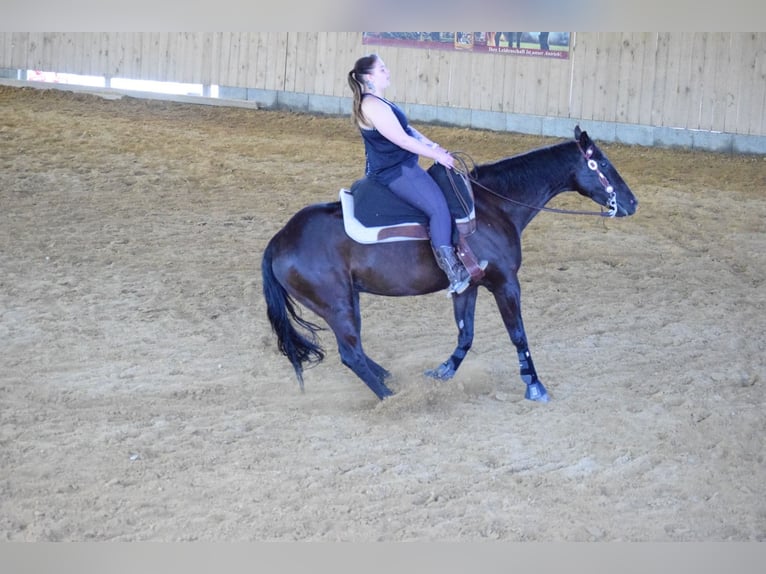 Caballo cuarto de milla Caballo castrado 9 años Negro in Jandelsbrunn