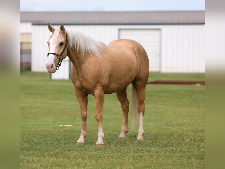 Caballo cuarto de milla Caballo castrado 9 años Palomino in Ripley