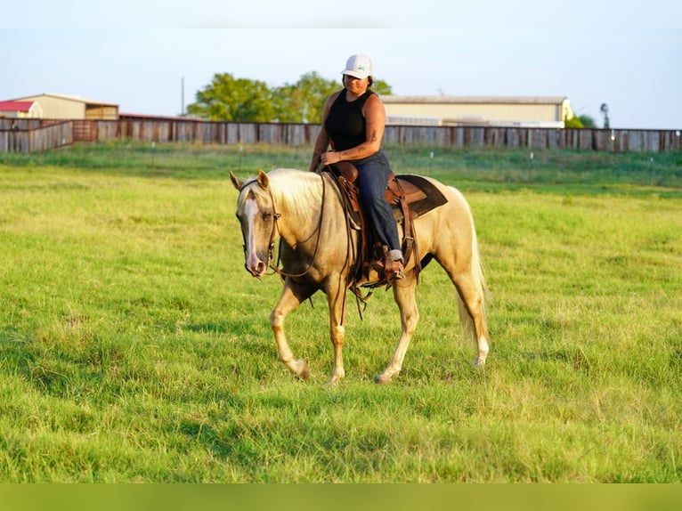 Caballo cuarto de milla Caballo castrado 9 años Palomino in Waco