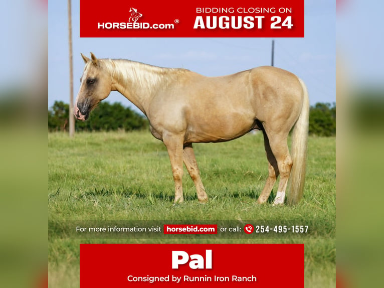 Caballo cuarto de milla Caballo castrado 9 años Palomino in Waco