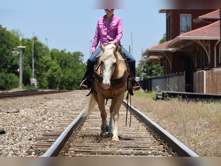 Caballo cuarto de milla Caballo castrado 9 años Palomino in Ripley