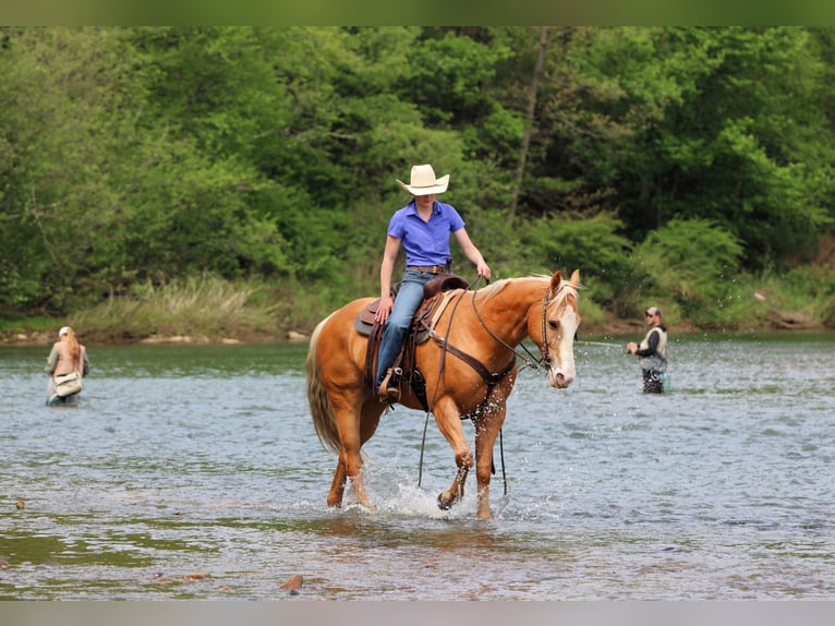 Caballo cuarto de milla Caballo castrado 9 años Palomino in Clarion