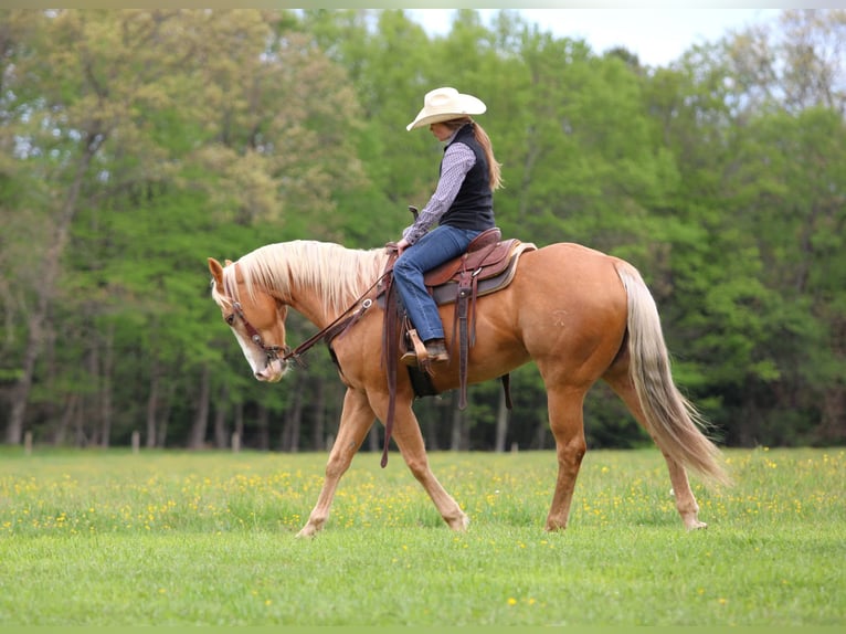 Caballo cuarto de milla Caballo castrado 9 años Palomino in Clarion