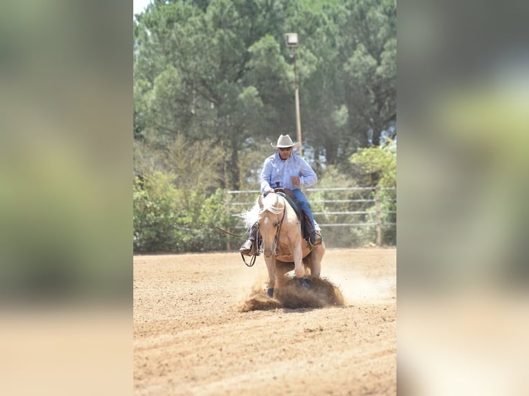 Caballo cuarto de milla Caballo castrado 9 años Palomino in Sogliano Cavour