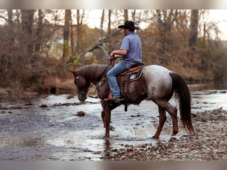 Caballo cuarto de milla Caballo castrado 9 años Ruano alazán in Santa Fe, TN