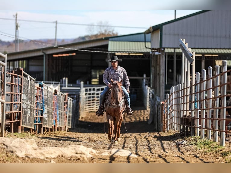 Caballo cuarto de milla Caballo castrado 9 años Ruano alazán in Santa Fe, TN