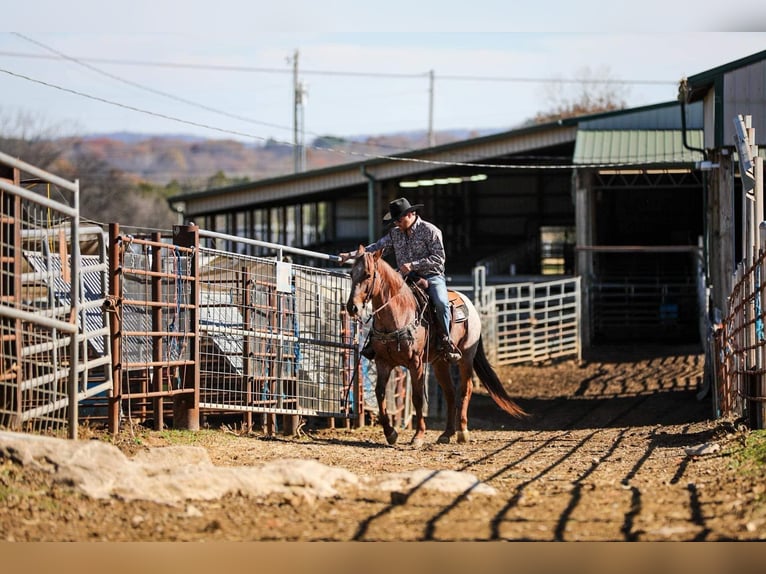 Caballo cuarto de milla Caballo castrado 9 años Ruano alazán in Santa Fe, TN