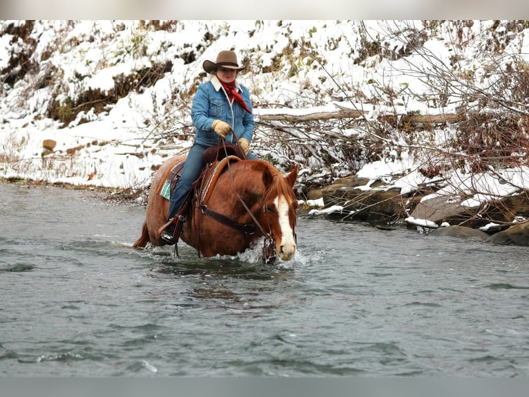 Caballo cuarto de milla Caballo castrado 9 años Ruano alazán in Clarion