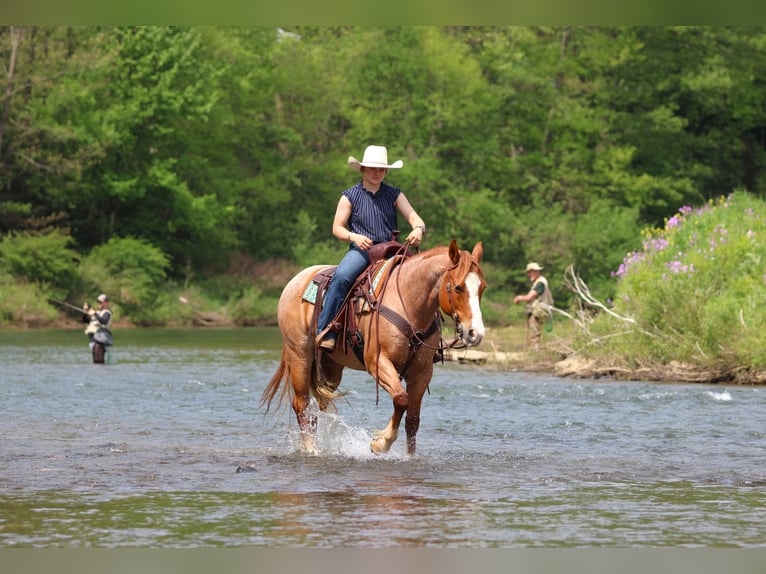 Caballo cuarto de milla Caballo castrado 9 años Ruano alazán in Clarion