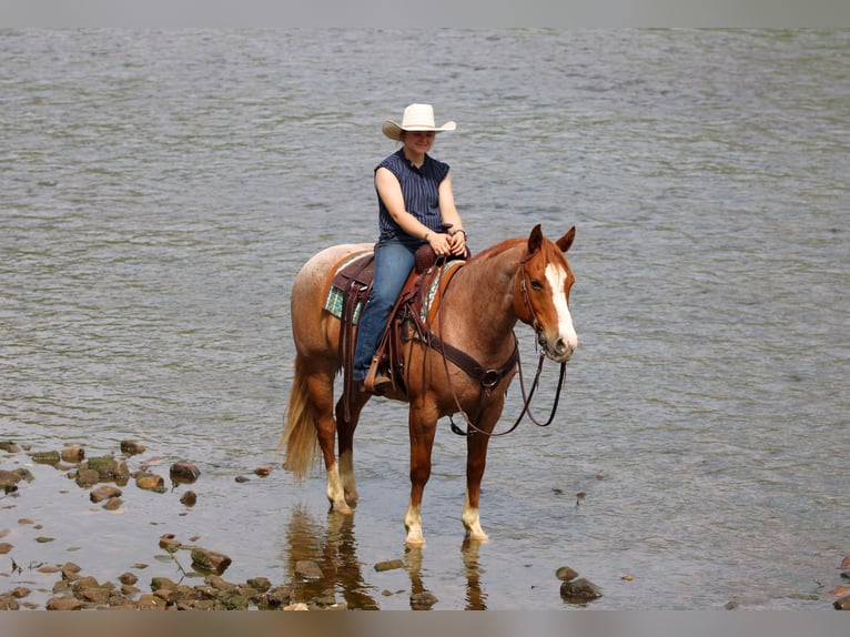 Caballo cuarto de milla Caballo castrado 9 años Ruano alazán in Clarion