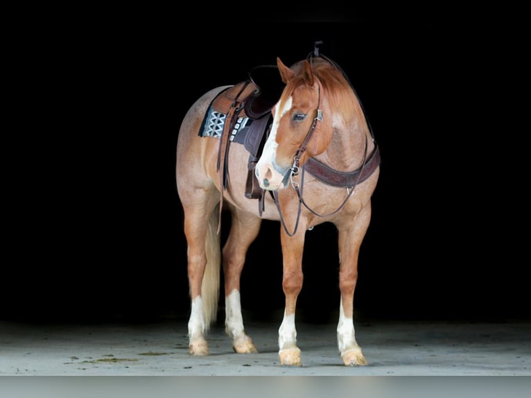 Caballo cuarto de milla Caballo castrado 9 años Ruano alazán in Clarion