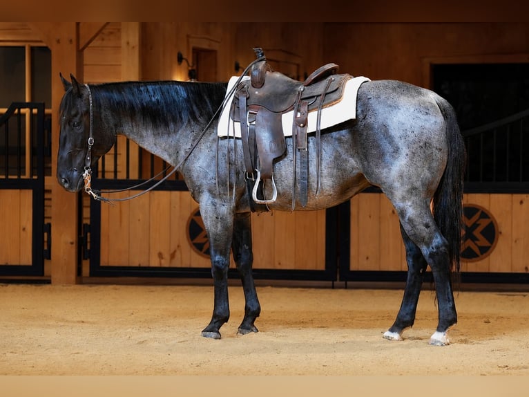 Caballo cuarto de milla Caballo castrado 9 años Ruano azulado in Needmore