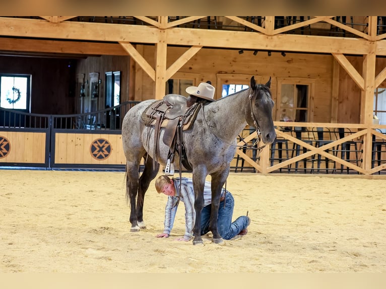 Caballo cuarto de milla Caballo castrado 9 años Ruano azulado in Needmore