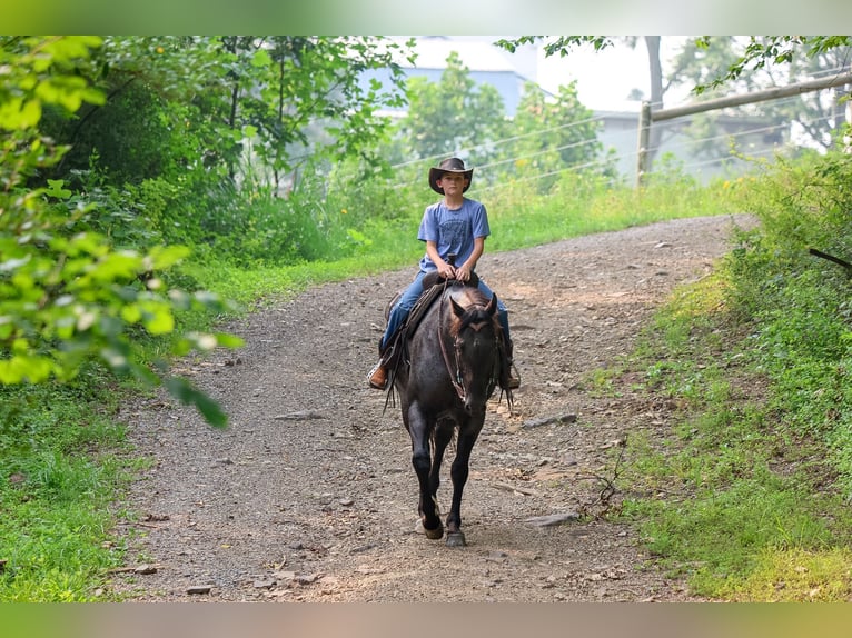 Caballo cuarto de milla Caballo castrado 9 años Ruano azulado in Needmore