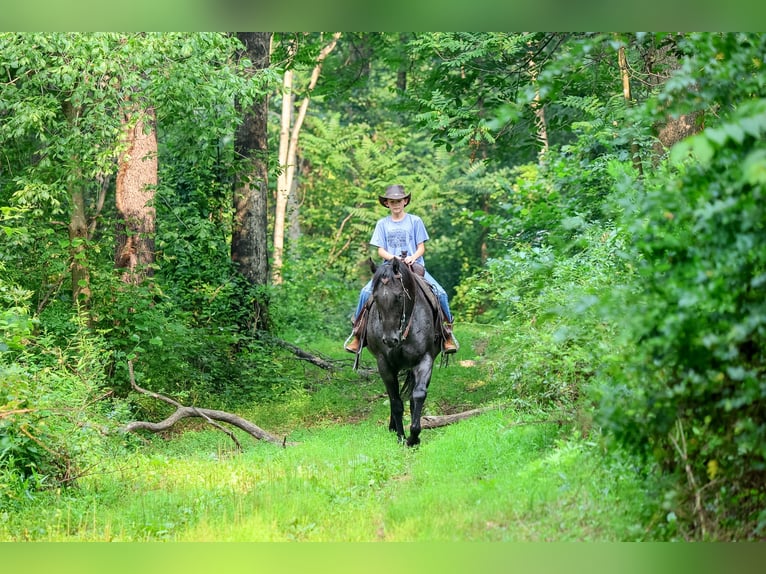 Caballo cuarto de milla Caballo castrado 9 años Ruano azulado in Needmore