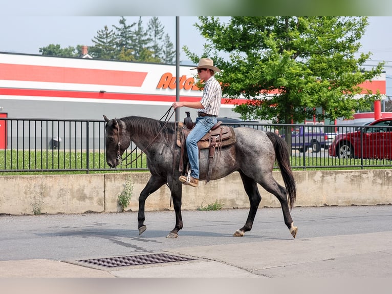 Caballo cuarto de milla Caballo castrado 9 años Ruano azulado in Needmore