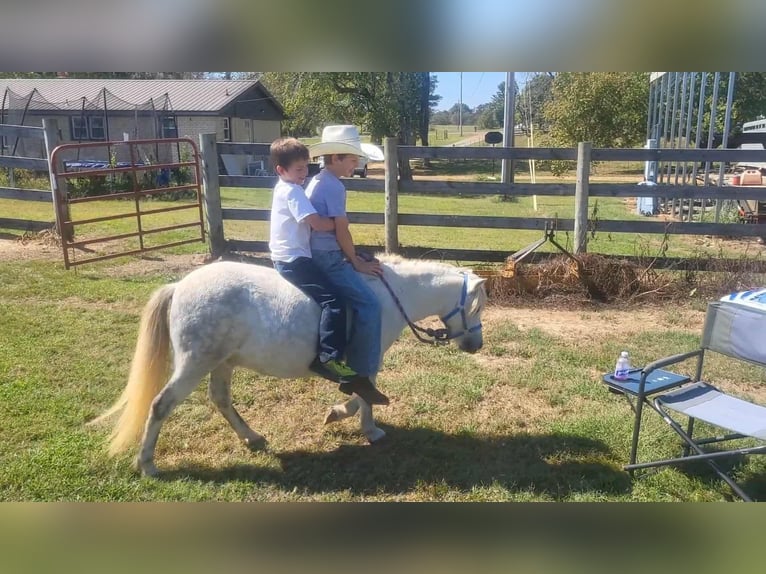 Caballo cuarto de milla Caballo castrado 9 años Tordo in Benton KY