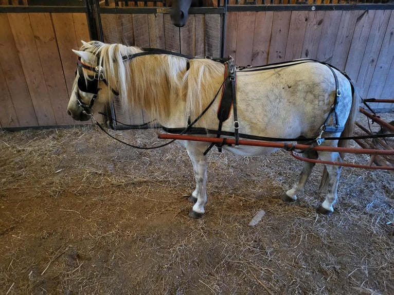 Caballo cuarto de milla Caballo castrado 9 años Tordo in Benton KY