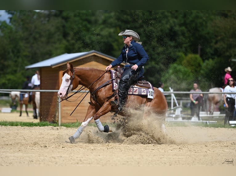 Caballo cuarto de milla Desconocido Embrión 150 cm Alazán in Illingen
