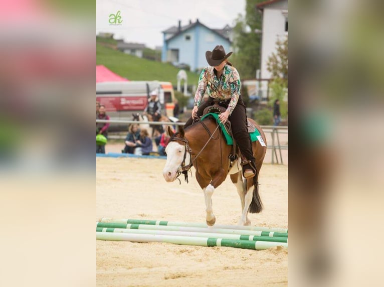 Caballo cuarto de milla Desconocido Embrión 150 cm Alazán in Illingen