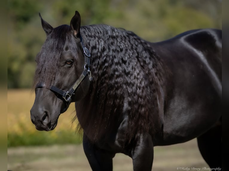 Caballo cuarto de milla Semental 10 años 147 cm Negro in Auburn