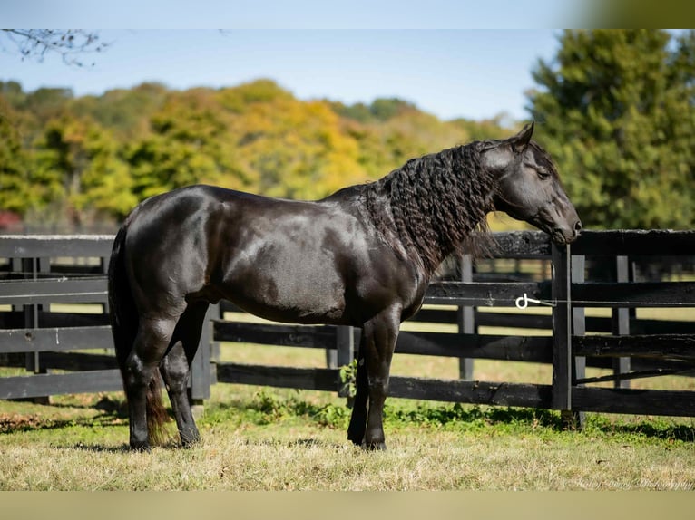 Caballo cuarto de milla Semental 10 años 147 cm Negro in Auburn