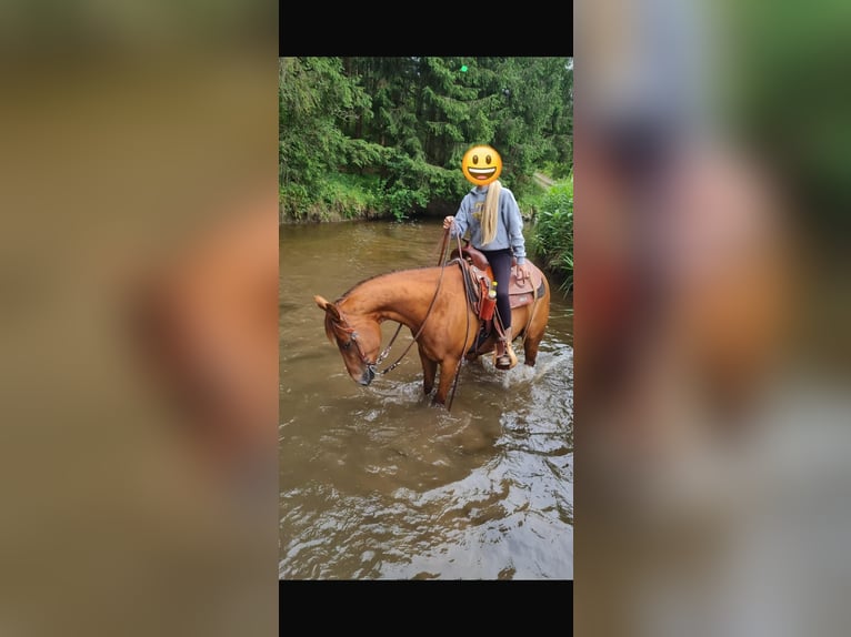 Caballo cuarto de milla Semental 10 años 150 cm Alazán in Bayerbach