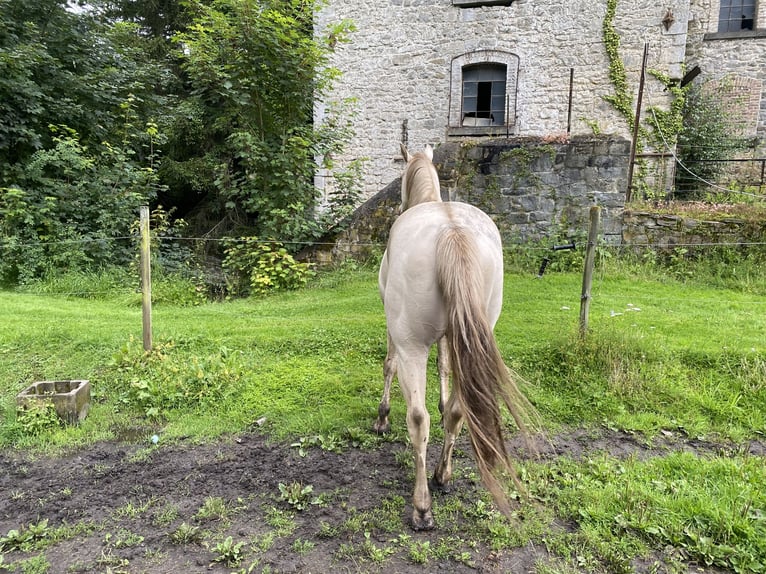 Caballo cuarto de milla Semental 10 años 157 cm Champán in Yvoir