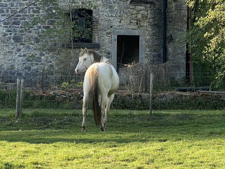 Caballo cuarto de milla Semental 10 años 157 cm Champán in Yvoir