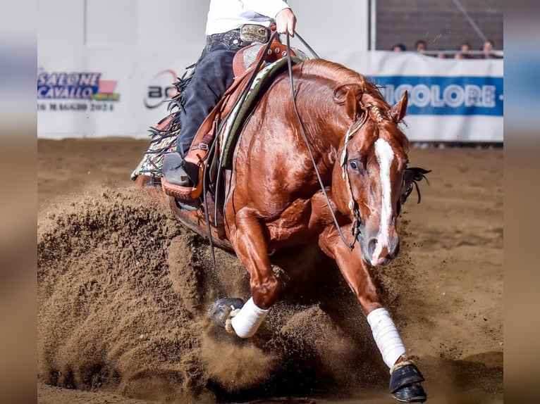 Caballo cuarto de milla Semental 10 años Alazán in Desenzano Del Garda