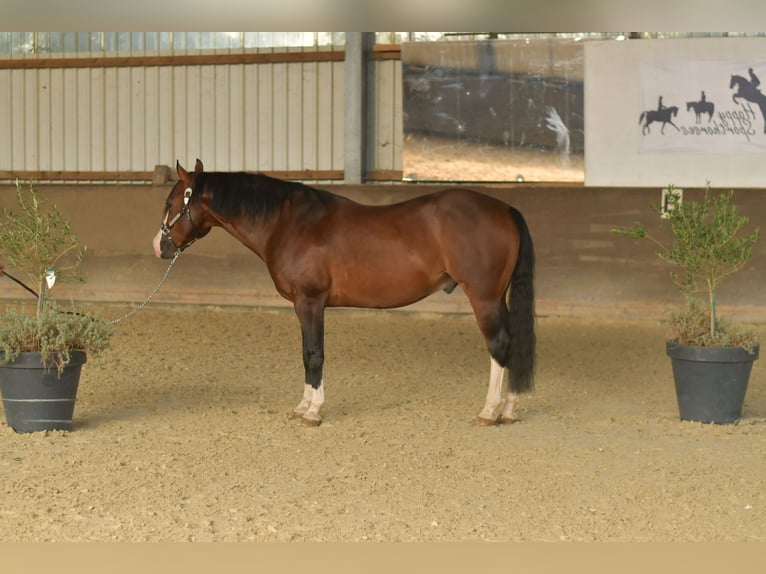 Caballo cuarto de milla Semental 11 años 153 cm Castaño in Geilenkirchen