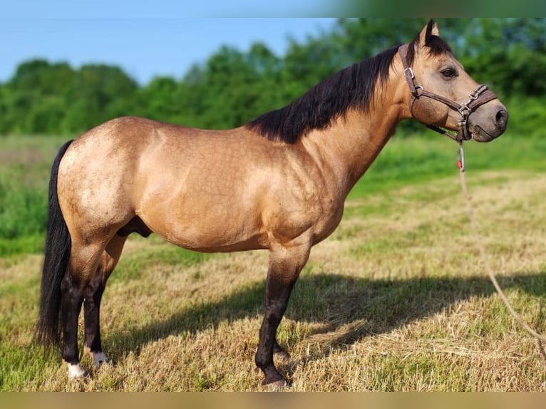Caballo cuarto de milla Semental 12 años 148 cm Buckskin/Bayo in Reyersviller