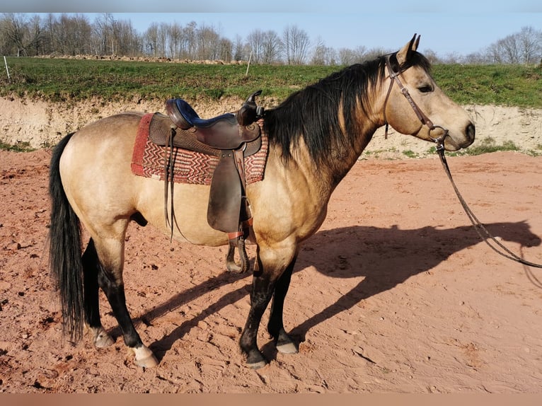 Caballo cuarto de milla Semental 12 años 148 cm Buckskin/Bayo in Reyersviller