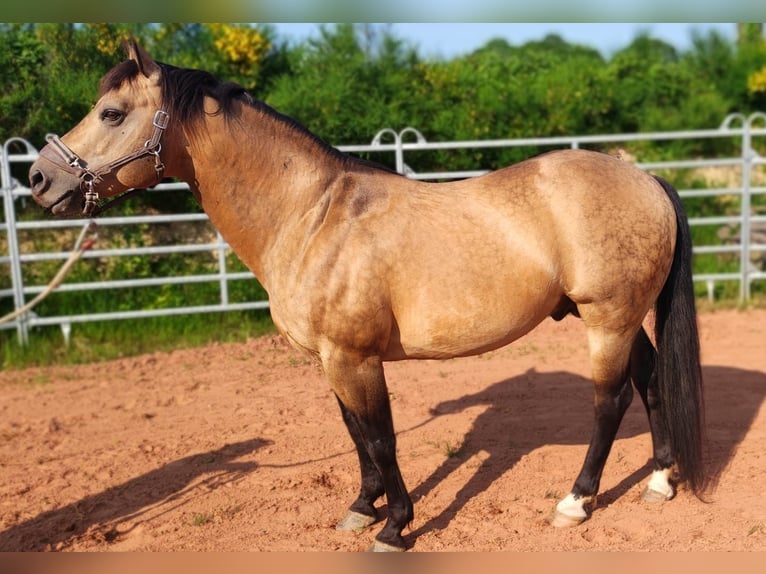 Caballo cuarto de milla Semental 12 años 148 cm Buckskin/Bayo in Reyersviller