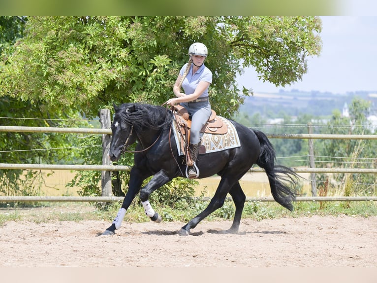 Caballo cuarto de milla Semental 12 años 154 cm Negro in Bad Wimpfen