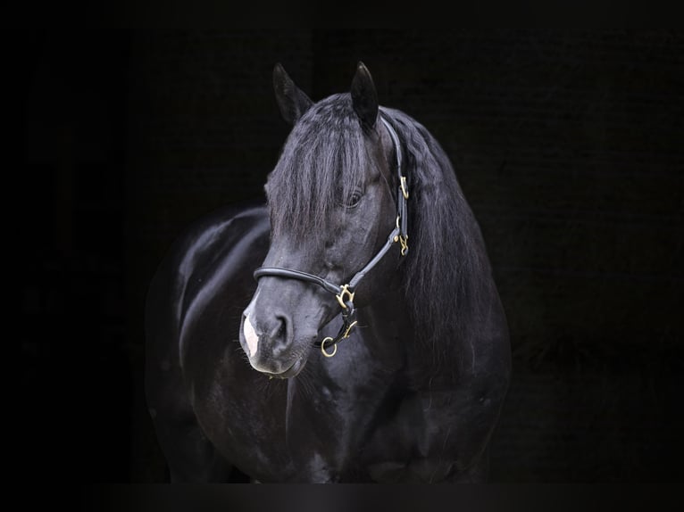Caballo cuarto de milla Semental 12 años 154 cm Negro in Bad Wimpfen