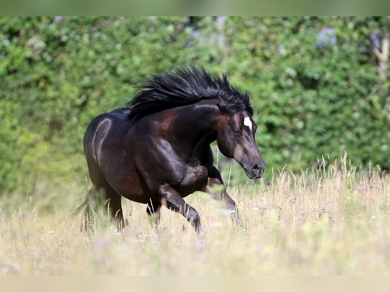 Caballo cuarto de milla Semental 12 años Castaño oscuro in Rottenburg am Neckar