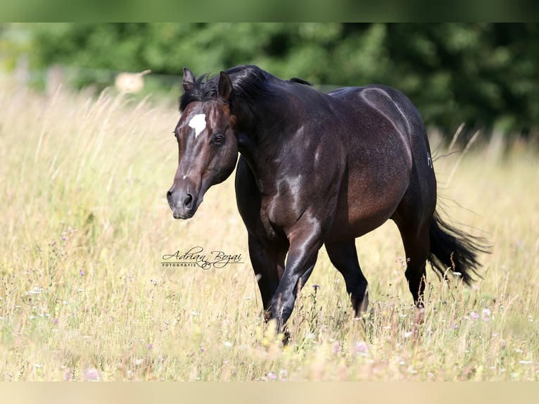 Caballo cuarto de milla Semental 12 años Castaño oscuro in Rottenburg am Neckar