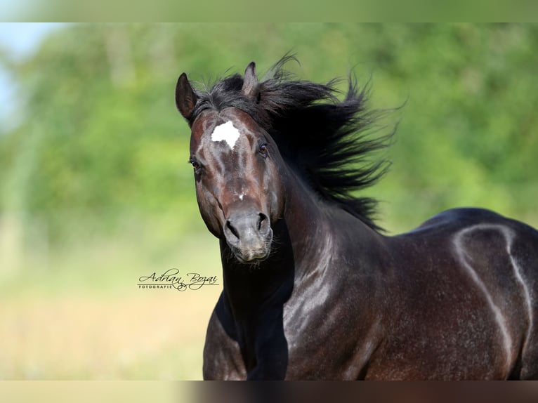 Caballo cuarto de milla Semental 12 años Castaño oscuro in Rottenburg am Neckar