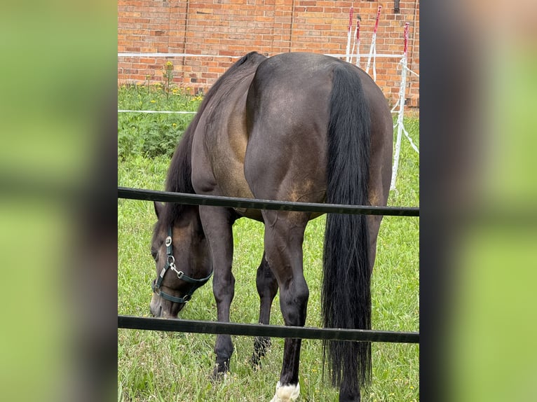 Caballo cuarto de milla Semental 13 años 148 cm Castaño oscuro in Delligsen