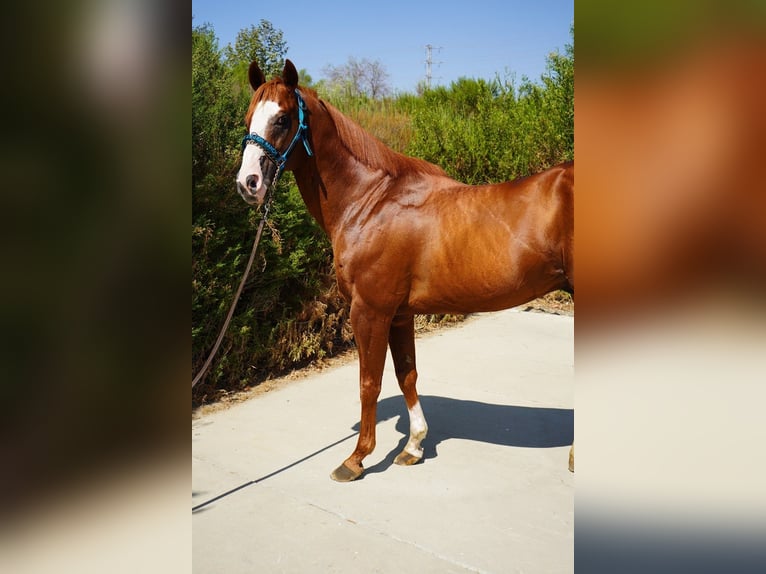 Caballo cuarto de milla Semental 17 años 152 cm Alazán-tostado in Corona