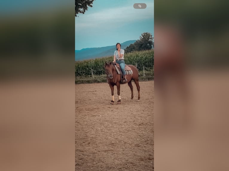 Caballo cuarto de milla Semental 17 años Alazán-tostado in Arnbruck