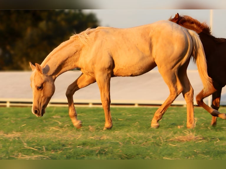 Caballo cuarto de milla Semental 1 año 132 cm Palomino in Wayne